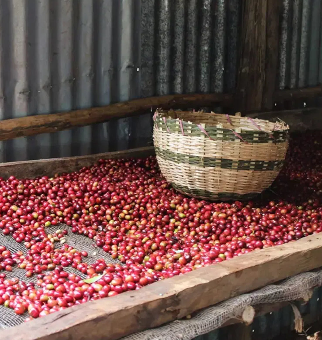 Ethiopia  Beshasha, Lot 1 | Gardelli Coffee