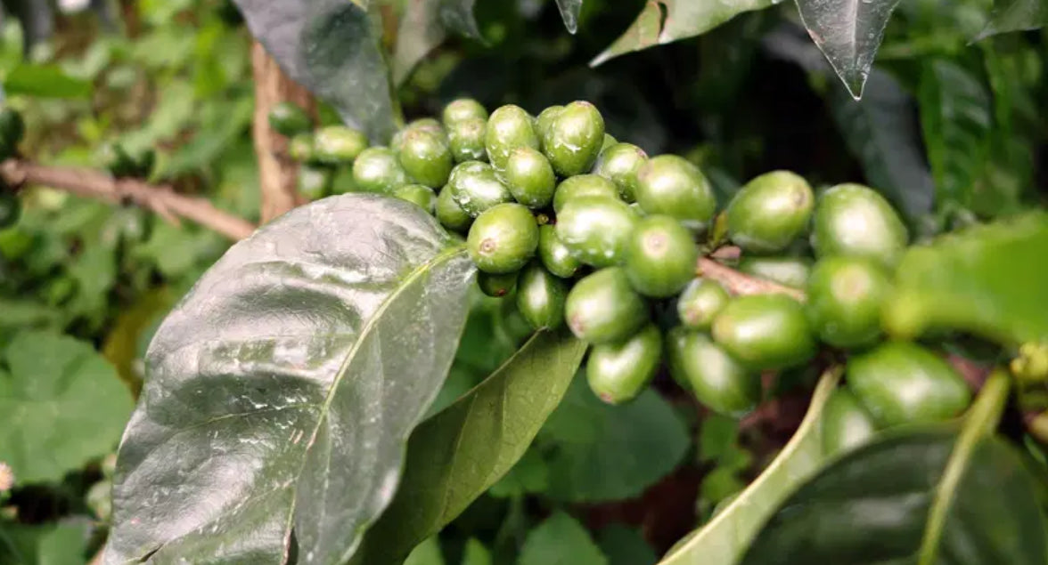 Colombia  La Claudina | Gardelli Coffee